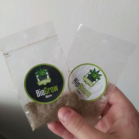 Green Gelato Auto - My First Grow! growlog photo: iGrowCan from Royal Queen Seeds. 4 days to sprout in provided coco, rooter and grow powder under natural light.