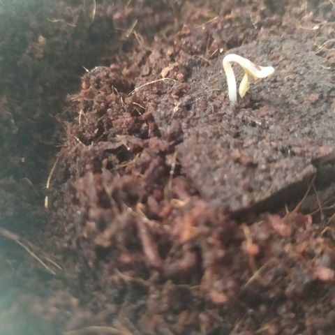 Green Gelato Auto - My First Grow! growlog photo: iGrowCan from Royal Queen Seeds. 4 days to sprout in provided coco, rooter and grow powder under natural light.