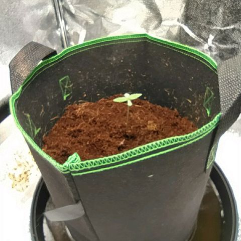 Green Gelato Auto - My First Grow! growlog photo: Grow tent and growth on day 8. 