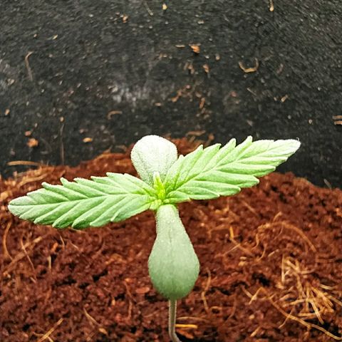 Green Gelato Auto - My First Grow! growlog photo: Grow tent and growth on day 8. 