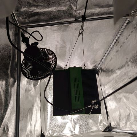 Green Gelato Auto - My First Grow! growlog photo: Grow tent and growth on day 8. 