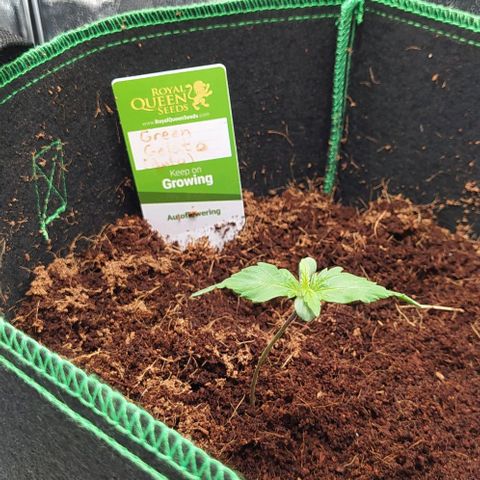 Green Gelato Auto - My First Grow! growlog photo: The stalk is strong again! With the help of some community fellows (209MIKE, saltybud) I decided to water less and voila!