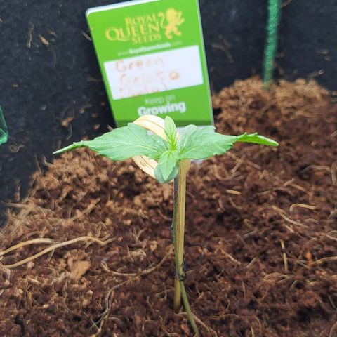 Green Gelato Auto - My First Grow! growlog photo: Looking happier than yesterday!