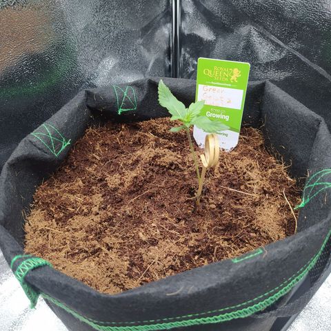 Green Gelato Auto - My First Grow! growlog photo: Looking better every day, just some strange leaf curling that doesn't match up with anything I can find online...