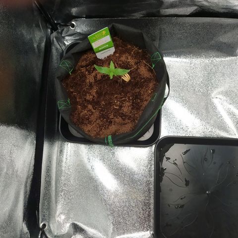 Green Gelato Auto - My First Grow! growlog photo: Some grow pictures from day 12 of my first Grow!
