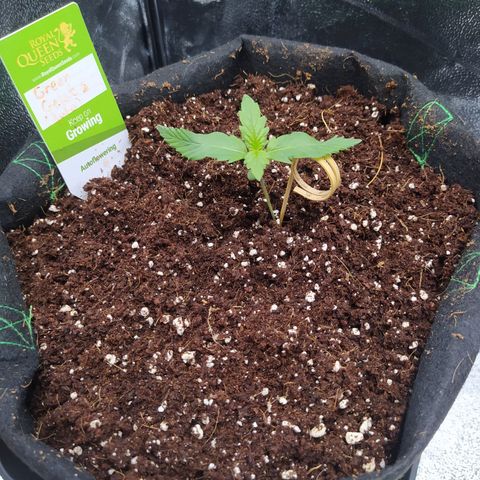 Green Gelato Auto - My First Grow! growlog photo: Added some extra coco+perlite to top the pot off. This stuff is buffered, but who knows if it'll change things.