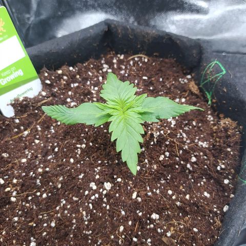 Green Gelato Auto - My First Grow! growlog photo: Leaves are getting bigger!