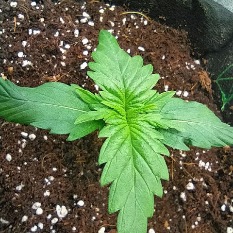 Green Gelato Auto - My First Grow! growlog photo: Leaves are getting bigger!