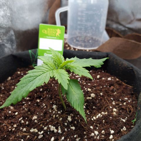 Green Gelato Auto - My First Grow! growlog photo: Day 17 growth is picking up and I'm giving about 1.5ml of both calmag and Autoflower Supermix per liter at 550ml per day. 