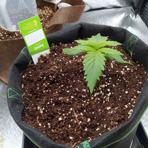 Green Gelato Auto - My First Grow! growlog photo: Day 17 growth is picking up and I'm giving about 1.5ml of both calmag and Autoflower Supermix per liter at 550ml per day. 