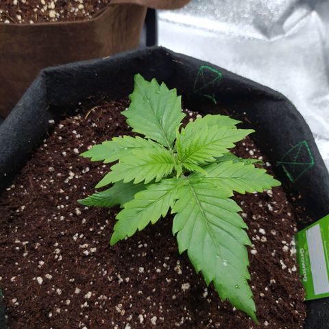 Green Gelato Auto - My First Grow! growlog photo: Growing rapidly outwards, not much height but that is alright for the moment
