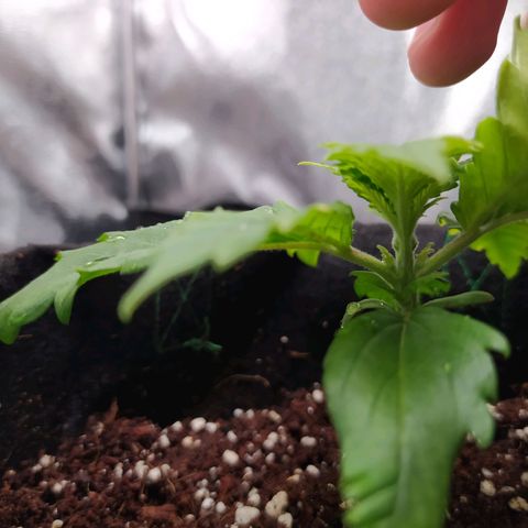 Green Gelato Auto - My First Grow! growlog photo: Growing rapidly outwards, not much height but that is alright for the moment