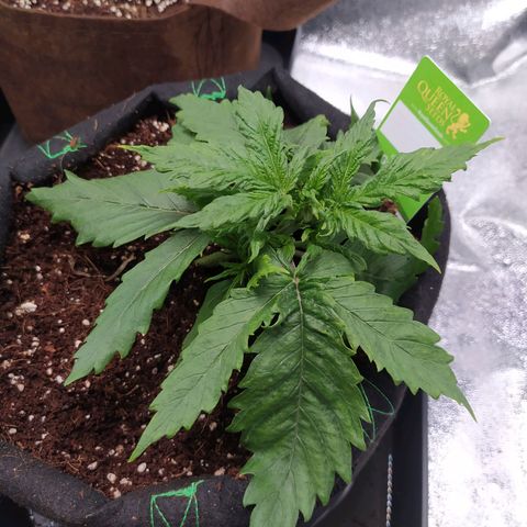 Green Gelato Auto - My First Grow! growlog timeline photo