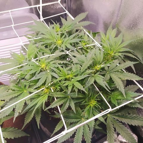 Green Gelato Auto - My First Grow! growlog timeline photo