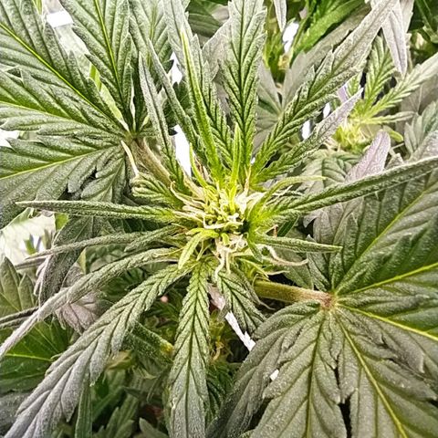 Green Gelato Auto - My First Grow! growlog timeline photo