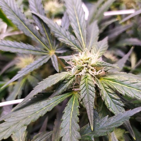 Green Gelato Auto - My First Grow! growlog timeline photo