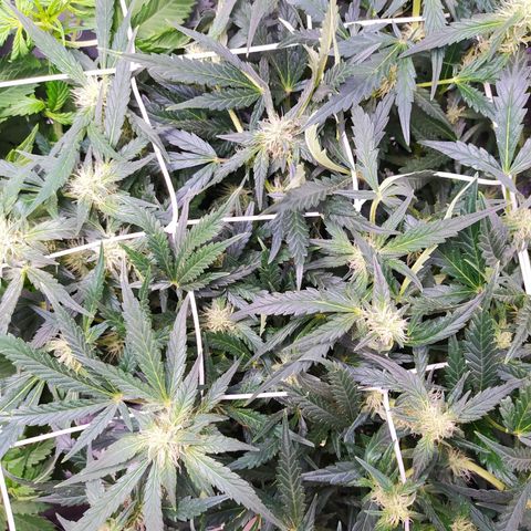 Green Gelato Auto - My First Grow! growlog timeline photo