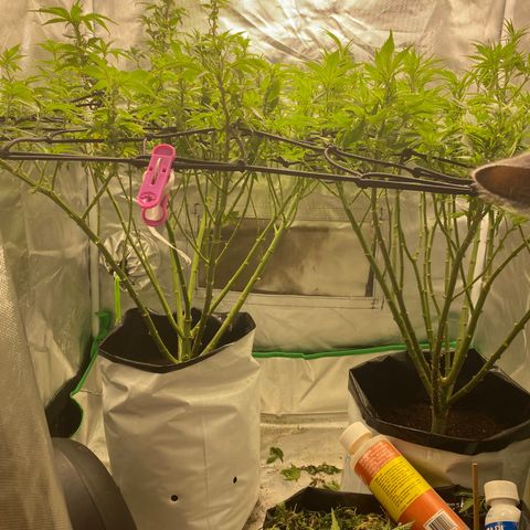 Sweet skunk growlog photo: Flowering week 1 after lolipopping 