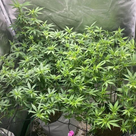 Sweet skunk growlog timeline photo