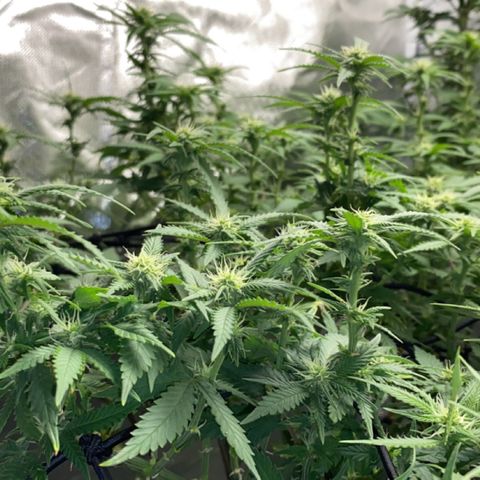 Sweet skunk growlog photo: Week 3 