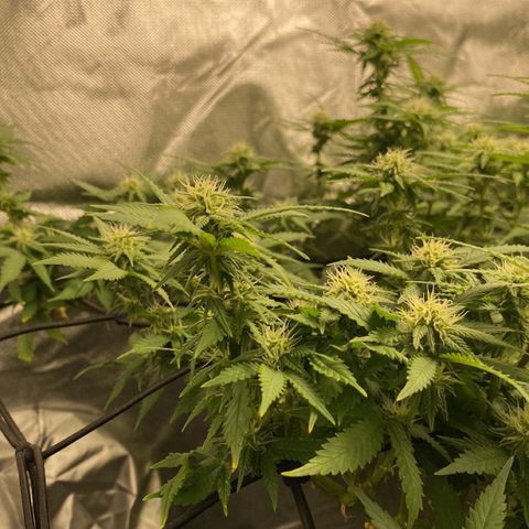 Sweet skunk growlog photo: Week 3 day 5 flowering 