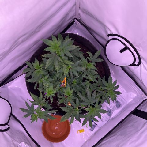 Cherry Mac Muffin growlog photo: 3std nach Training 