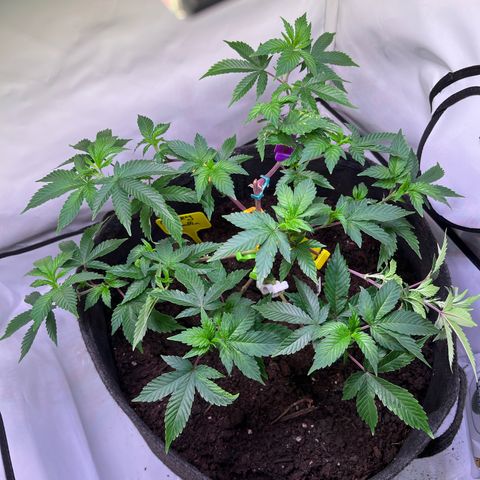 Cherry Mac Muffin growlog photo: Lampe gesengt