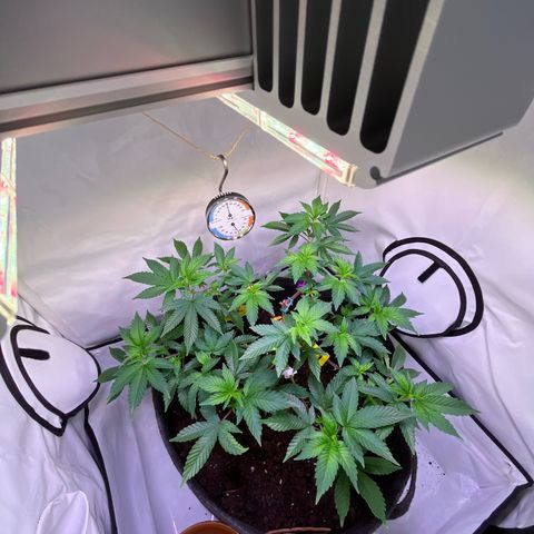 Cherry Mac Muffin growlog timeline photo