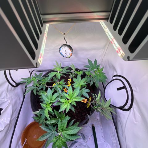 Cherry Mac Muffin growlog timeline photo