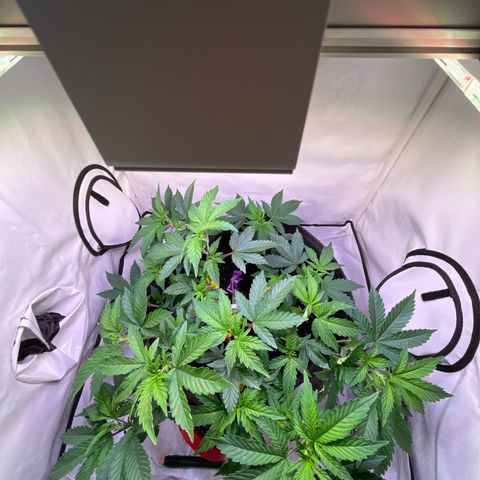 Cherry Mac Muffin growlog timeline photo
