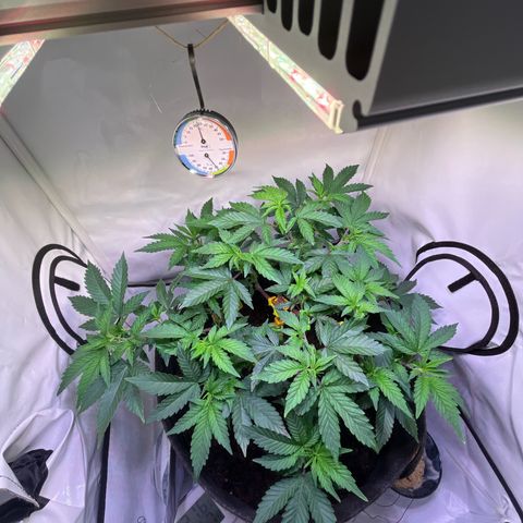 Cherry Mac Muffin growlog timeline photo