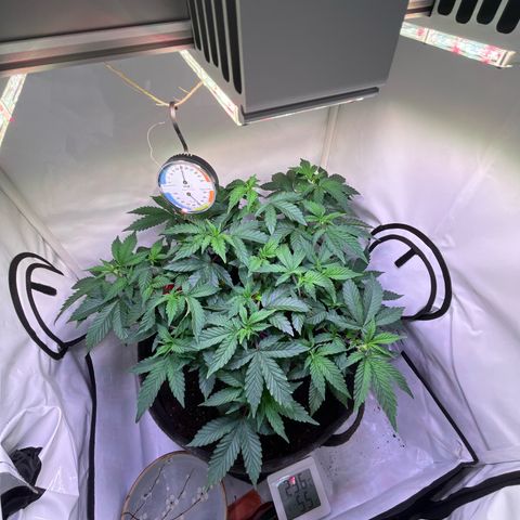 Cherry Mac Muffin growlog timeline photo