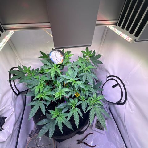 Cherry Mac Muffin growlog timeline photo