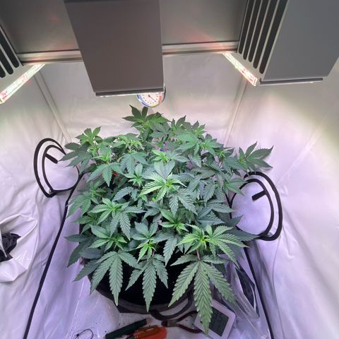 Cherry Mac Muffin growlog timeline photo