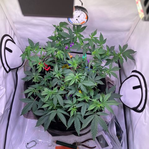 Cherry Mac Muffin growlog timeline photo