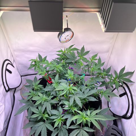 Cherry Mac Muffin growlog timeline photo