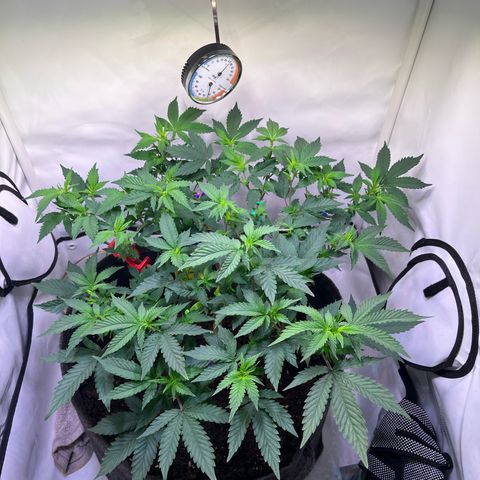 Cherry Mac Muffin growlog timeline photo