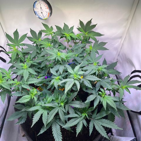 Cherry Mac Muffin growlog timeline photo