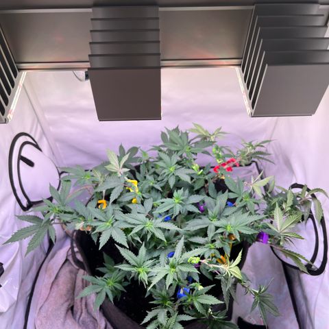Cherry Mac Muffin growlog timeline photo