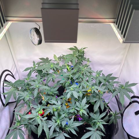 Cherry Mac Muffin growlog timeline photo