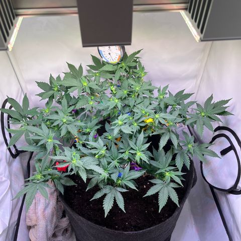 Cherry Mac Muffin growlog timeline photo