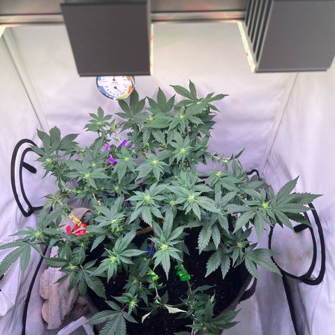Cherry Mac Muffin growlog timeline photo