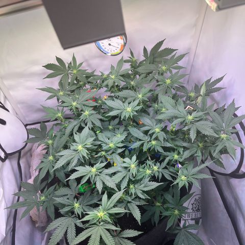 Cherry Mac Muffin growlog timeline photo