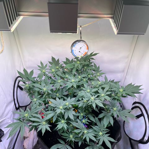 Cherry Mac Muffin growlog timeline photo