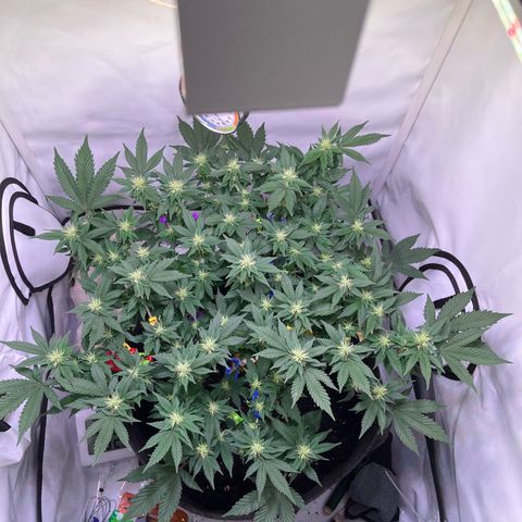 Cherry Mac Muffin growlog timeline photo