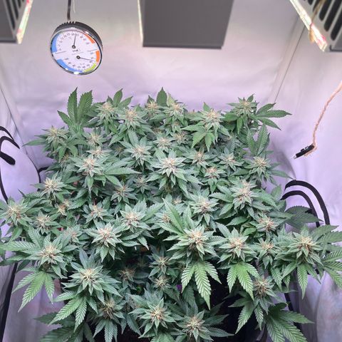 Cherry Mac Muffin growlog timeline photo