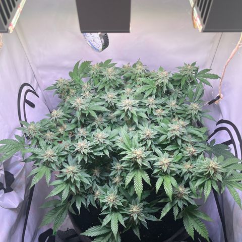 Cherry Mac Muffin growlog timeline photo