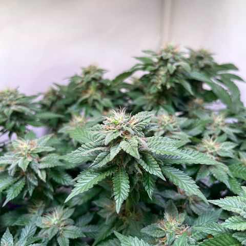 Cherry Mac Muffin growlog timeline photo