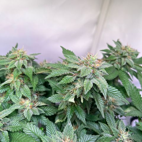 Cherry Mac Muffin growlog timeline photo