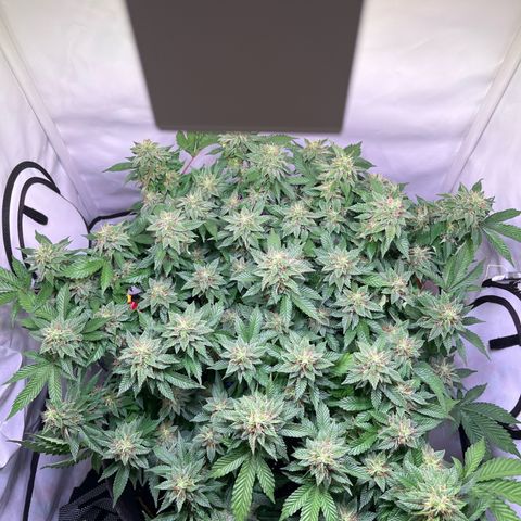 Cherry Mac Muffin growlog timeline photo